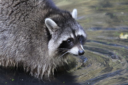 raccoon on water thumbnail