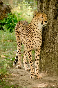 adult cheetah beside tree log thumbnail