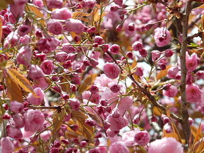 pink flowers thumbnail
