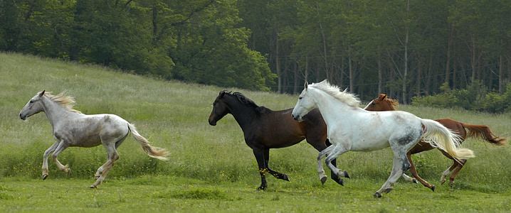 four running horses on green field thumbnail