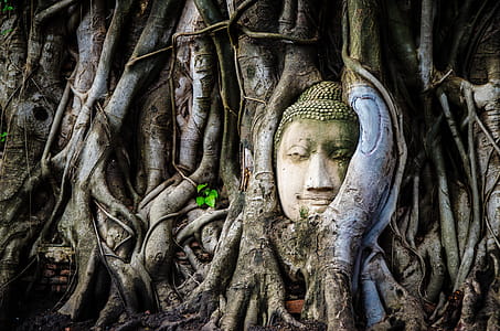 Buddha Statue Overgrown by Tree Roots thumbnail