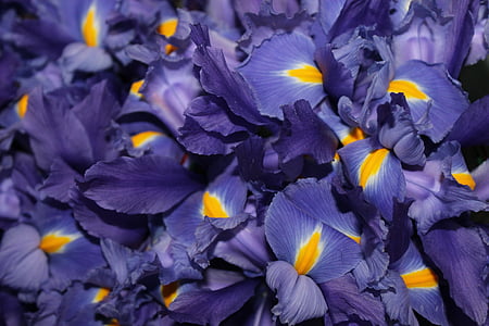 close-up photo of purple-and-yellow iris flowers bouquet thumbnail