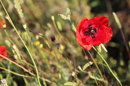 red flower thumbnail