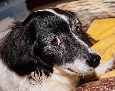 adult black and white border collie mix thumbnail