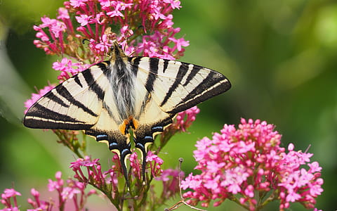 selective focus photography of tiger swallowtail butterfly on pink petal flower thumbnail