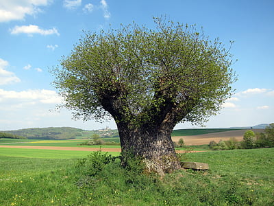 green leaf tree in green grass field at daytime thumbnail