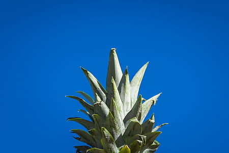worm's eye view of pineapple leaf thumbnail