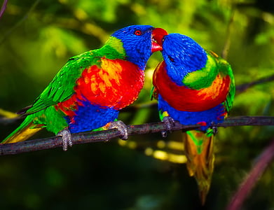 closeup photo of two multicolored birds thumbnail
