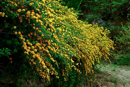 close-up photography of yellow petaled flower thumbnail