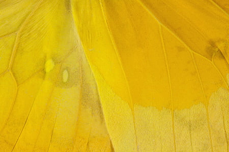 yellow blanket thumbnail