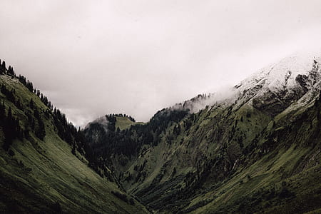 pine trees on green field mountain under cloudy skty thumbnail