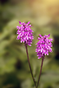Heath Spotted Orchid, Orchid thumbnail