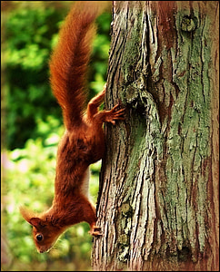 brown squirrel thumbnail