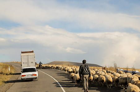 man walking beside herd of sheep during daytime thumbnail