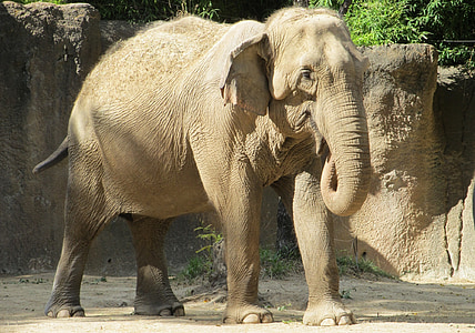 brown elephant thumbnail