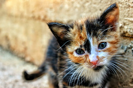 animal, pet, kitten, cat thumbnail