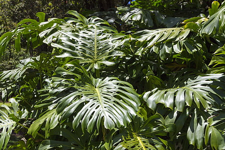 green leafed plants thumbnail