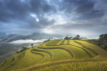 green grass field near trees under gray clouds at daytime thumbnail