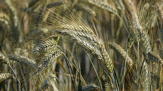 close-up photo of wheat field thumbnail