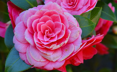 closeup photo of pink petaled flower in bloom thumbnail