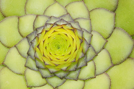 green and yellow plant thumbnail