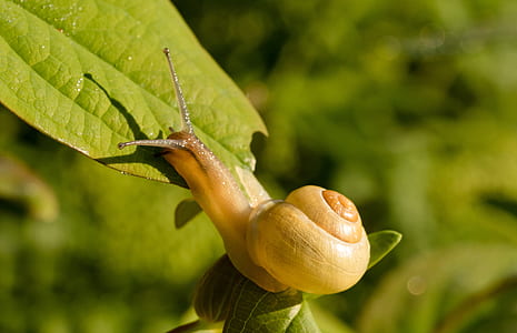 snail on leaf thumbnail