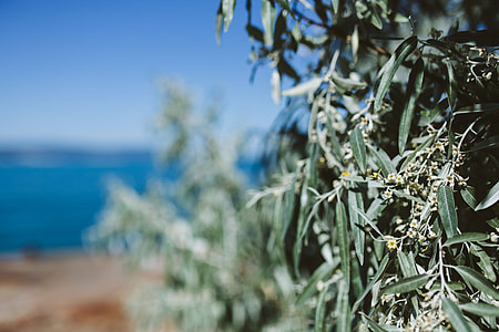 Close up of tree, Nessebar, Black Sea, Bulgaria thumbnail