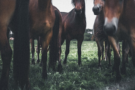 brown horse on green grass field thumbnail