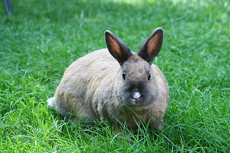 brown rabbit on grass field thumbnail