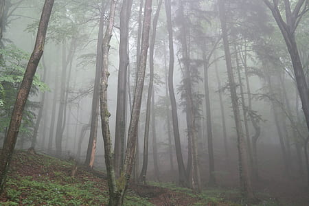 foggy woods during daytime thumbnail