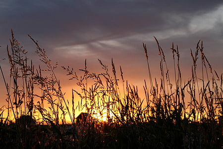 silhouette photo of grass thumbnail