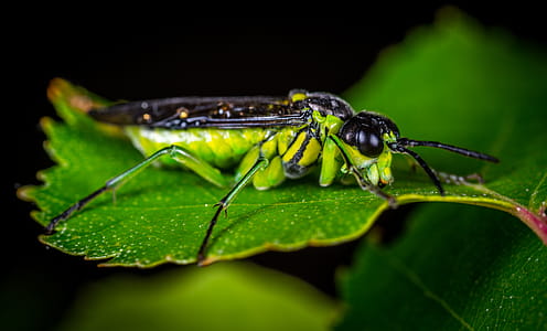 Selective Focus Photography of Green and Black Winged Insect Perched on Green Leaf thumbnail