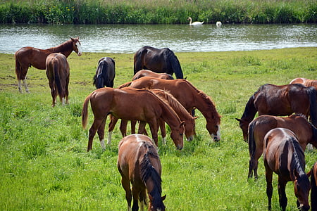 herd of horse eating grass near the body of water at daytime thumbnail