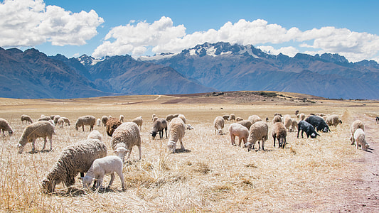 herd of sheep thumbnail