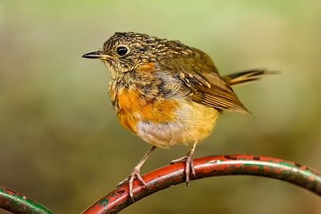 brown European robin perched on red wrought iron thumbnail