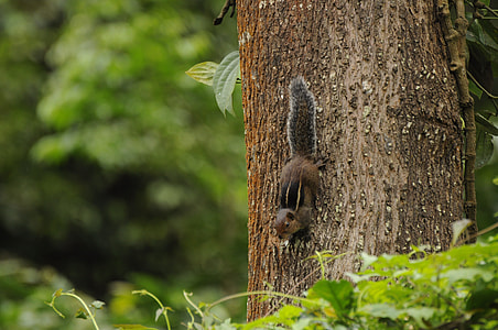 Western Ghats Squirrel, Wildlife thumbnail