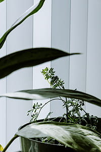 House Plants thumbnail