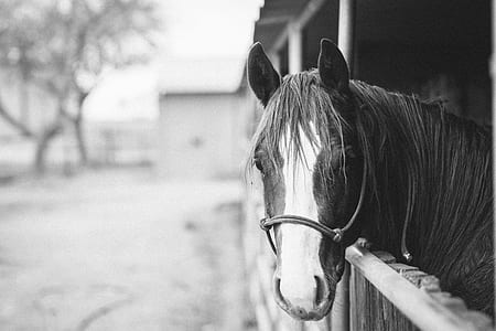 gray scale photo of horse in cage thumbnail