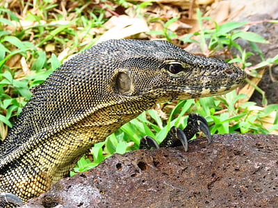 black monitor lizard on rock thumbnail