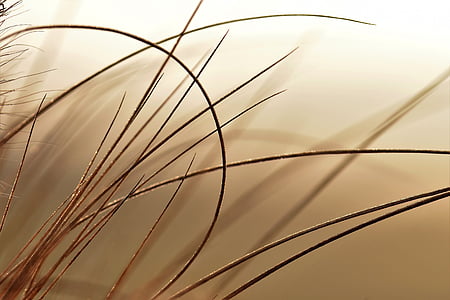 selective photo of brown grass thumbnail