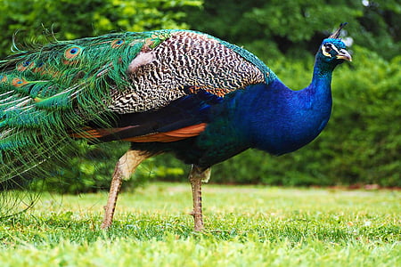 blue, green, and white peafowl thumbnail