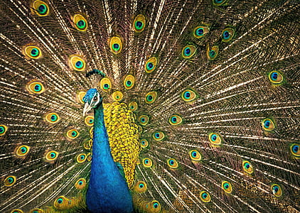 peafowl thumbnail