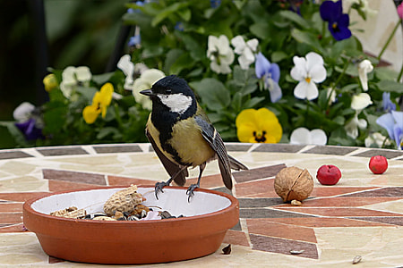 Eurasian Blue Tit perching on round brown clay bowl thumbnail