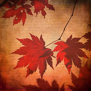 close-up photo of red and beige maple leaf cloth thumbnail
