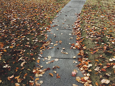 empty street surrounded with withered leaves thumbnail
