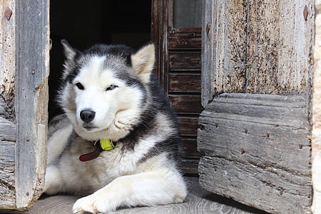 Siberian Husky laying on door thumbnail