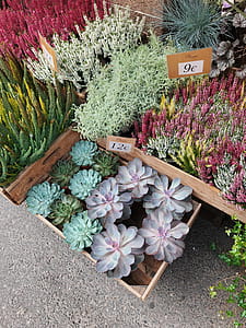 Photo of Assorted Plants thumbnail