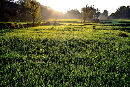 green grass field near trees during golden hour thumbnail