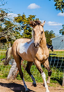 white and brown horse on ground at daytime thumbnail