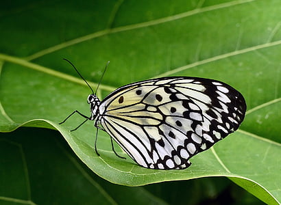 closeup photo of paper kite butterfly on green leaf thumbnail